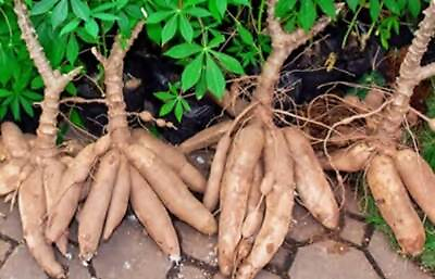 #ad 5x Yuca cuttings Sweet Cassava Manihot esculenta 6 inch cuttings Ships Free $14.50