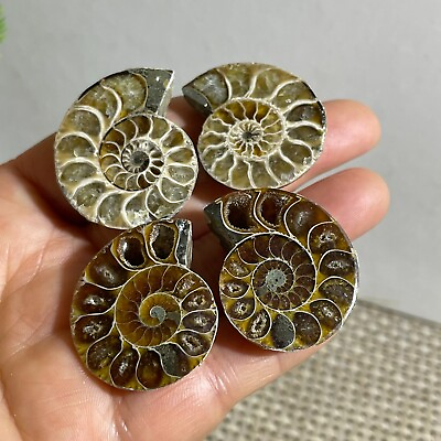 #ad 2pairs 38g of Split Ammonite Specimen Shell Healing Madagascar b1327 $17.55