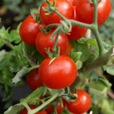 #ad Cherry Tomato Seeds Large Red Heirloom Non GMO Free Shipping 1025 $1.59