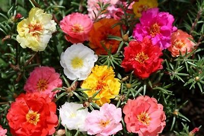 #ad moss rose PORTULACA double mix 1000 seeds GroCo* BUY 10 ITEMS SHIPS FREE $1.99
