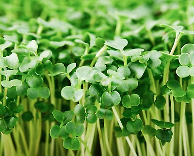 #ad #ad Organic Broccoli MICROGREEN Seeds Heirloom Non GMO Seeds for Sprouting $160.00