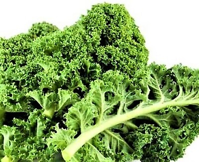 #ad Dwarf Siberian Kale Seed 200 SEEDS NON GMO BUY 4 ITEMS FREE SHIPPING $0.99