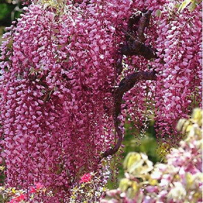 #ad 5 Bright Pink Chinese Wisteria Seeds Vine Climbing Flower Perennial Rare 570 USA $5.49