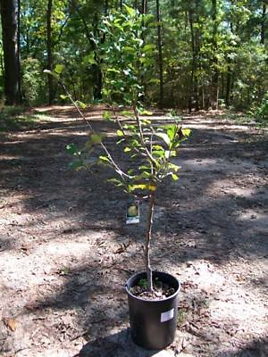 #ad DORSETT GOLDEN APPLE 4 6 Ft Tree Plant Sweet Juicy Apples Fruit Trees Plants $99.95
