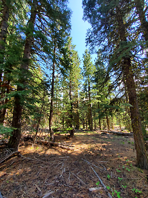 #ad California Land For Sale 1.09 Acres With Tall Trees amp; Level Modoc County $4900.00