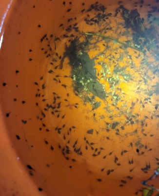 #ad 75 Live Various Tree Frog Tadpoles GreenSquirrelBarking Tree Frogs For Sale $155.00