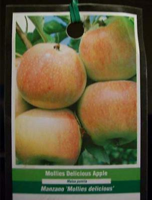 #ad MOLLIES DELICIOUS APPLE 4 6 FT TREE PLANT SWEET JUICY APPLES FRUIT TREES PLANTS $99.95