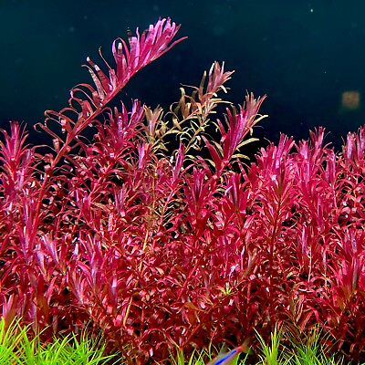 #ad Rotala Blood Red 5 Stems limited time buy 2 get 2 free $12.99