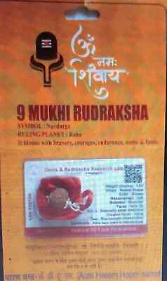 #ad 9 Mukhi Rudraksha Nine Face Rudraksh Nepal Bead Lab Certified $59.40