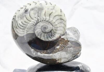#ad WHOLE Morocco Ammonite Goniatite now mounted on Stand 130mm XLarge 4.4quot; 4164vv $69.98