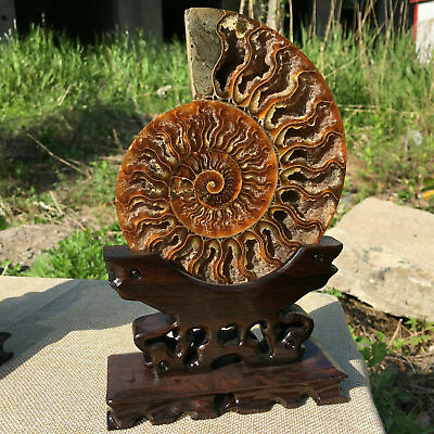 #ad Natural ammonite fossil conch Crystal specimen healingstand 1PC $45.04