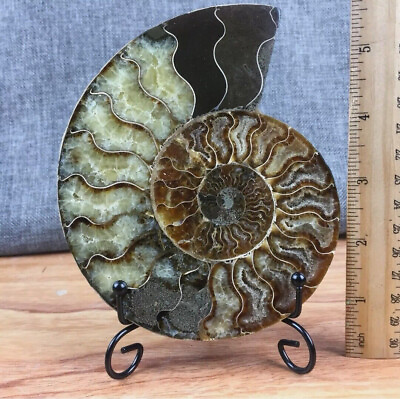 #ad Top 150g Natural ammonite fossil conch Crystal specimen healingstand 1PC $20.92
