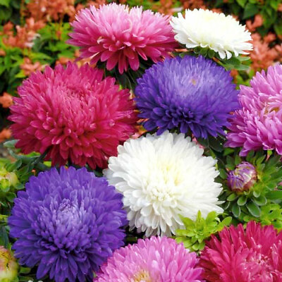 #ad 500Powder Puff China Aster Seeds Rainbow Chrysanthemum Mix Cut flowers USA $3.39