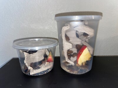 #ad Dubia Roaches Multiple Sizes Free Shipping On All Orders $15.00