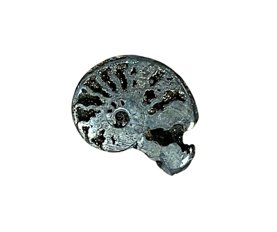 #ad Polished Pyrite Ammonite $10.00