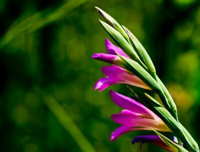 #ad Gladiolus Italicus Gladiolus Of Field 1 Plant vq7 7x7x10 $17.73