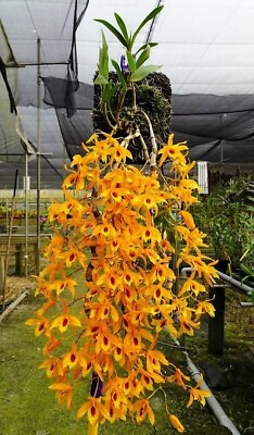 #ad Dendrobium Chanthaboon Sunrise quot;Tangerine Delightquot; $45.00