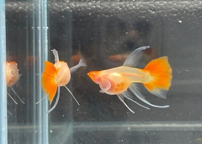 #ad One Female Albino Red Koi Glass Belly Short Body Ribbon Long ears Live Guppy $29.99