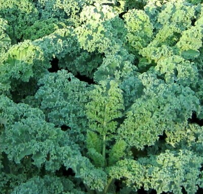 #ad KALE SEEDS 500 DWARF BLUE CURLED healthy VEGETABLE greens SALAD FREE SHIPPING $2.25