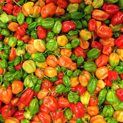#ad #ad Aji Dulce Pepper Seeds Mild Heat Non GMO Free Shipping Seed Store 1016 $3.99