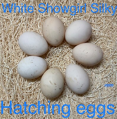 #ad 6 white silkies hatching eggs $14.00