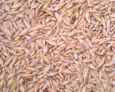 #ad Einkorn Wheat Seed Triticum Monococcum Certified Organic 20lb $97.97