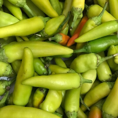 #ad #ad Pepperoncini Italian Pepper Seeds 25 MILD Vegetable NON GMO HEIRLOOM FREE Samp;H $1.99