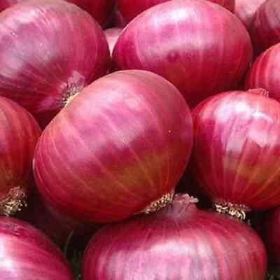 Red Grano Onion Seeds Heirloom Onion Seeds Non GMO Free Shipping 1071 $149.29