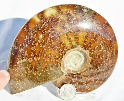 #ad Large Whole Ammonite Suture Pattern 4.9quot; 110myo Dinosaur age Fossil 125mm 3214 $71.99