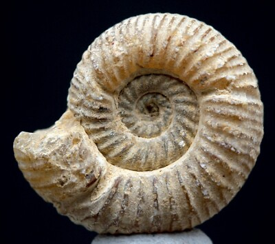 #ad RARE RIBBED Ammonite Natural Whole White Nautilus Fossil Madagascar Jurassic $10.99