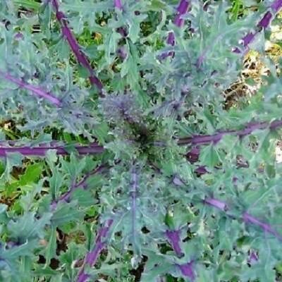 #ad 2000 RED RUSSIAN KALE SEEDS Brassica napus var. pabularia Free Shipping Non GMO $3.99