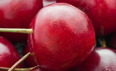 #ad Sweet Cherry Tree seeding Excellent fruit tree Red to Dark Red fruit LIVE PLANT $9.95