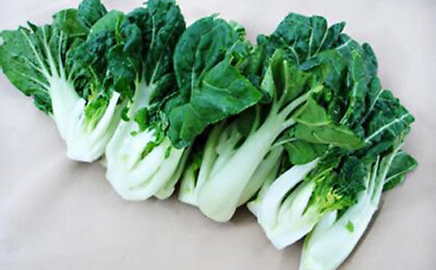 200Canton pak choi seeds Chinese Cabbage BokChoy Napa Cabbage Siu Bok Choy USA $1.98