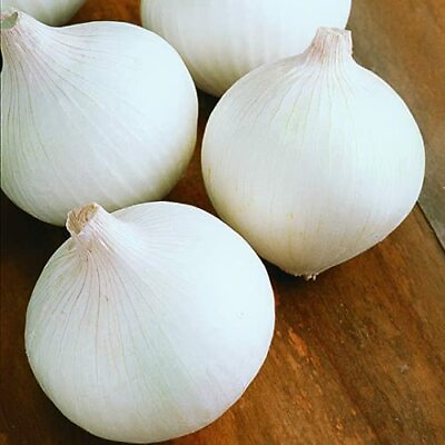 #ad White Sweet Spanish Onion Seeds 200 20000 Seeds Non GMO Seed Store 1068 $149.29