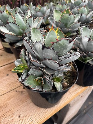 #ad Agave Titanota black and blue 8quot; $50.00