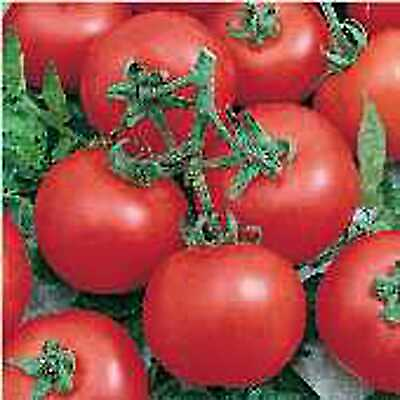 Early Doll Tomato Seeds $8.27