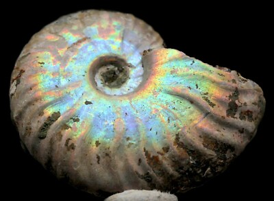 #ad BEAUTIFUL iridescent Ammonite Fossil Opalized Ammolite MADAGASCAR Nautilus Opal $24.99