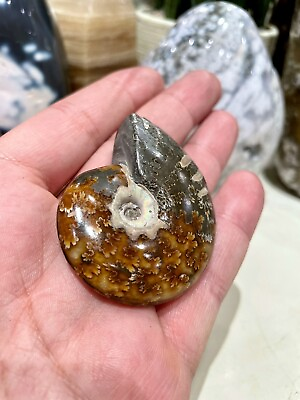 #ad Ammonite Fossil Conch Specimen 2” Crystal Healing Yoga Reiki Rock ZENDA $17.00