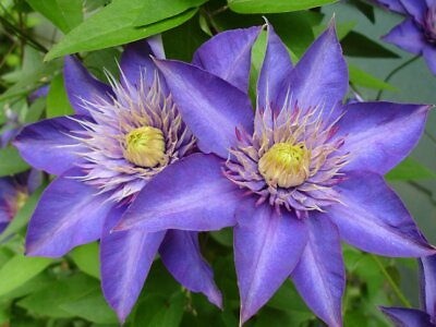 #ad Multi Blue Clematis NEW Navy Blue Double Flower 2.5quot; Pot $14.99