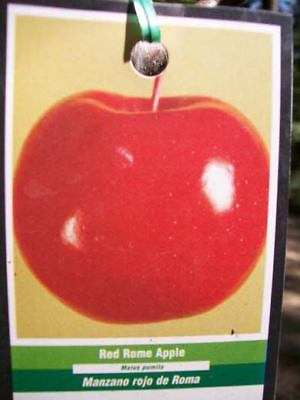 #ad RED ROME APPLE 4 6 FT Fruit Tree Trees Grow Sweet Crispy Apples Garden $99.95