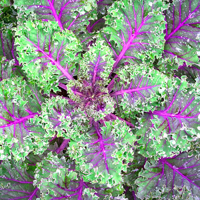 #ad Red Russian Kale Seeds Non GMO Free Shipping Seed Store 1099 $1.99