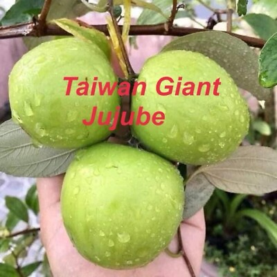 #ad #ad Taiwan Giant Jujube Thai Jujube Grafted Tree 3Gal Pot Ship UPS Overnight $185.00