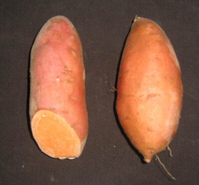 #ad 10 Sweet Potato Slips Plants Beauregard Non GMO amp; Chemical Free $10.99