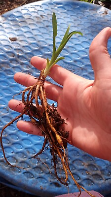 #ad 50 Orange Daylily Bare Root Rhizome Plants With Bulbs Fans Fresh Dug $42.99