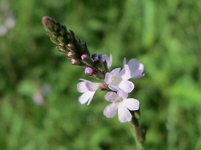 #ad 100 True Vervain Seeds Verbena officinalis Medicinal Herb and Lovely Flower $3.99