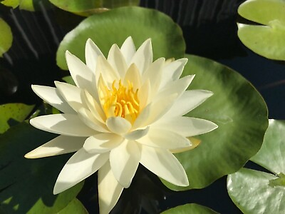 #ad Water Lily Moondance White Winter Hardy Sprouted Tuber Rhizome $38.95