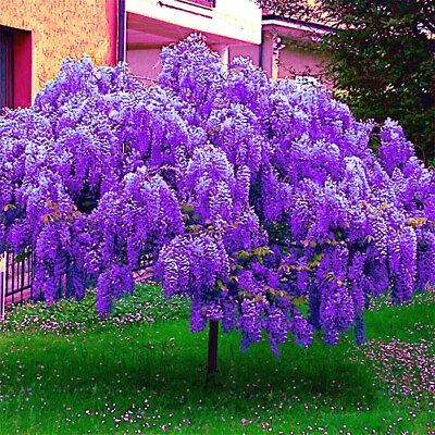 5 Chinese Blue Wisteria sinensis Tree Seeds Fast Climber Flower Vine Hardy Plant $7.95