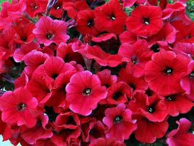 #ad 50 Bright Red Petunia Seeds Containers Hanging Baskets Window Seed 303 $3.99