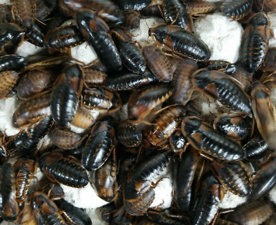 #ad Dubia Roaches Starter Colony Pick a QTY Bonus Cleaner Crew $23.00