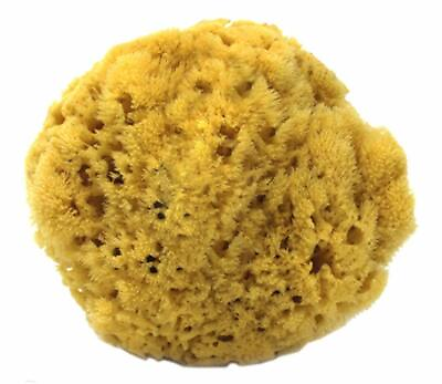 #ad Natural Yellow Sea Sponges by Spa Destinations Choose Size $12.50
